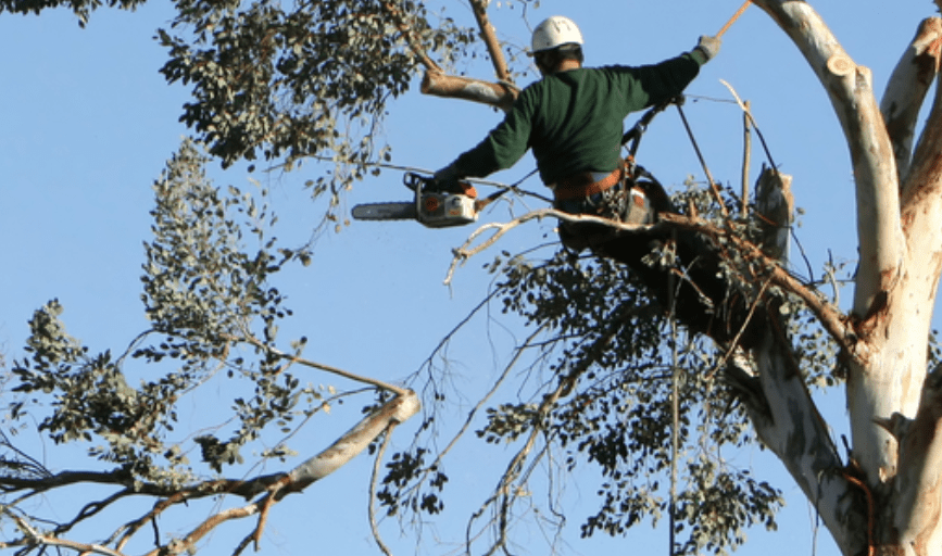 Fearless Tree Solutions